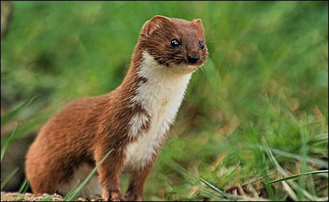 What Is A Weasel? | Malaysia Today