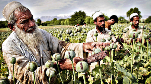 Afghan farmers collect raw opium as they work in a poppy field in Khogyani district of Jalalabad, east of Kabul, Afghanistan, Friday, May 10, 2013. Opium poppy cultivation has been increasing for a third year in a row and is heading for a record high, the U.N. said in a report. Poppy cultivation is also dramatically increasing in areas of the southern Taliban heartland, the report showed, especially in regions where thousands of U.S.-led coalition troops have been withdrawn or are in the process of departing. The report indicates that whatever international efforts have been made to wean local farmers off the crop have failed. (AP Photo/Rahmat Gul)