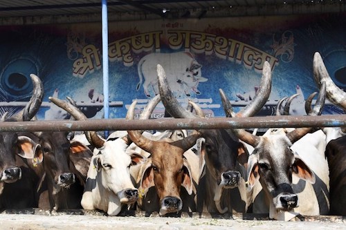 5 Million Sacred Cows Starving And Dying In India Malaysia Today