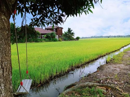 Government policies partly to blame for Malaysia's looming rice crisis – Malaysia Today - Vimarsana News